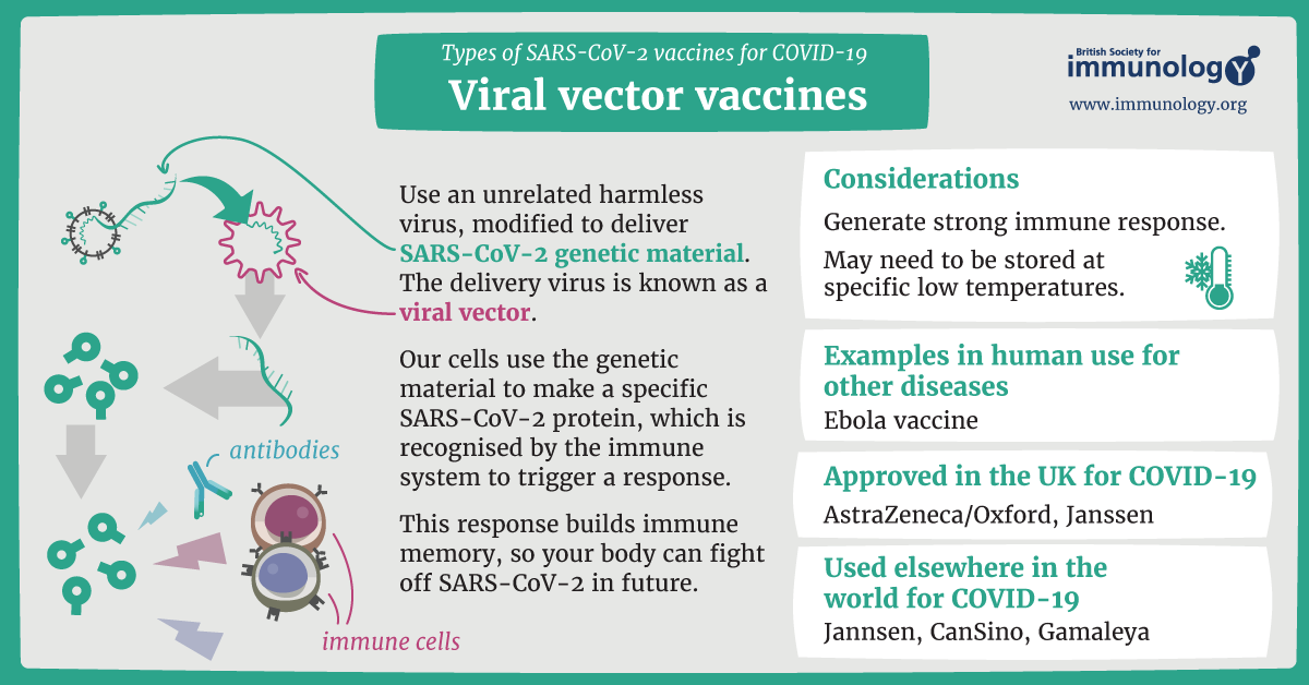 Viral vector vaccines for COVID-19