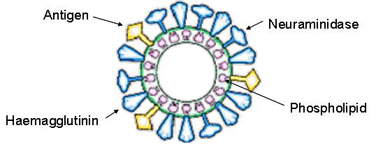 Adjuvants particulate antigen delivery systems