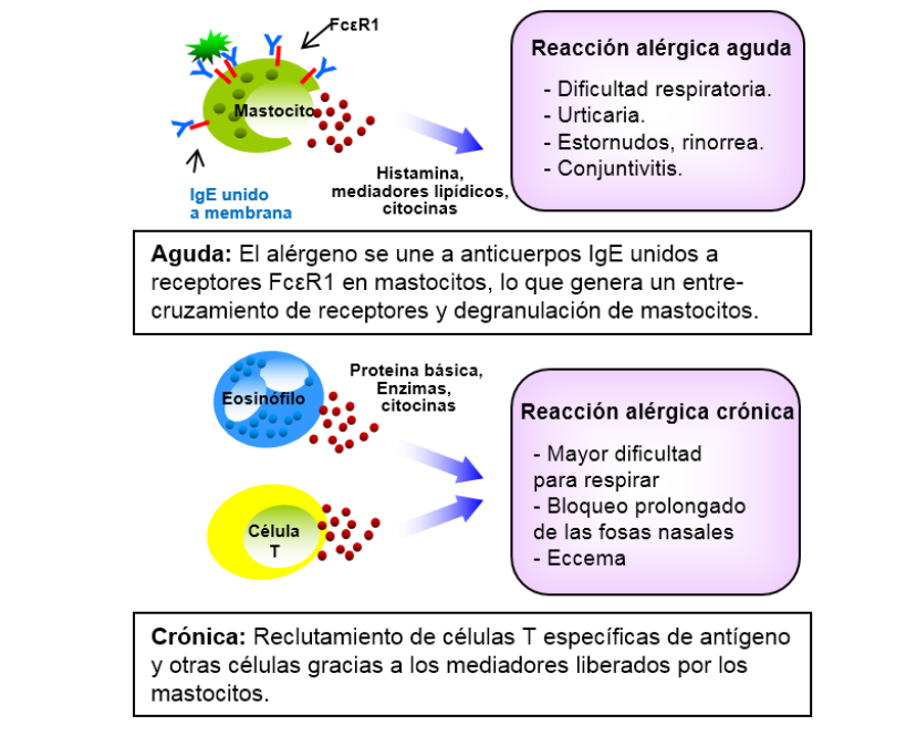 Alergia Figura.1