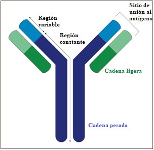 Generation of B cell antibody diversity