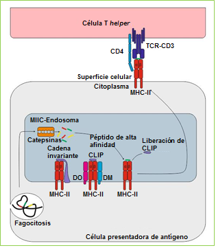 Procesamiento y presentación del antígeno