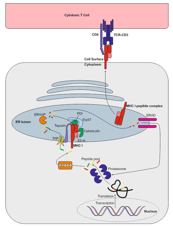 Antigen processing and presentation