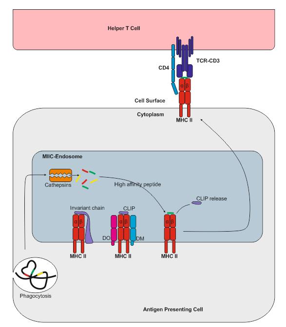 describe the process of antigen presentation