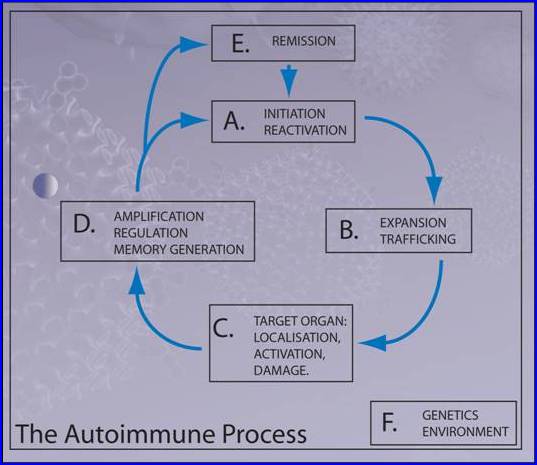 Autoimmunity Introduction Figure