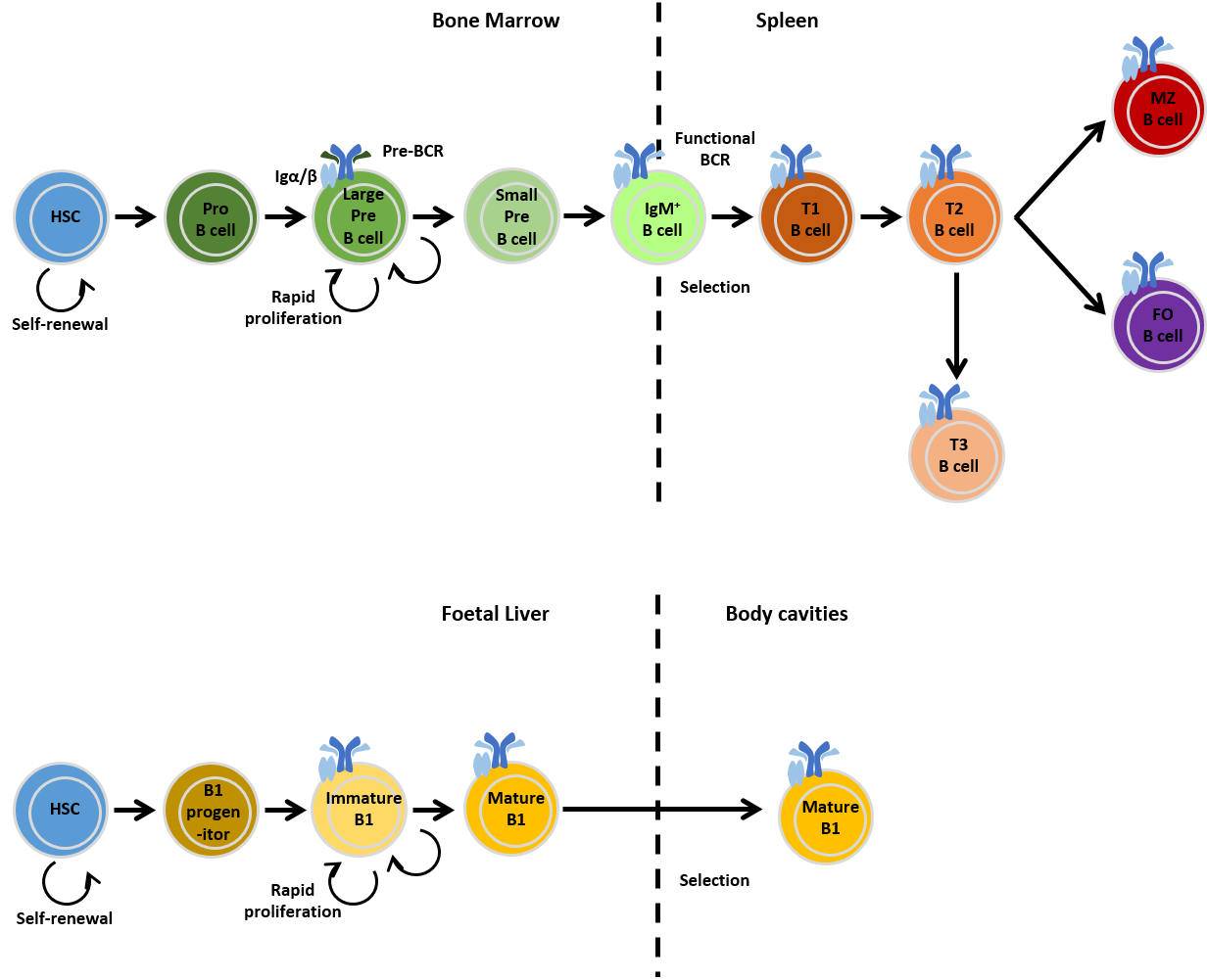 B Cells chart 1