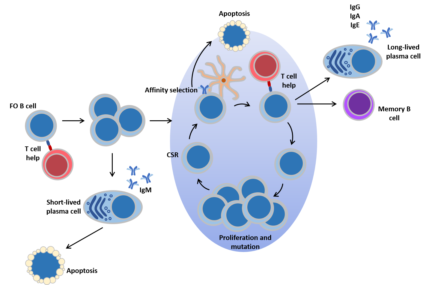 B Cells chart 2
