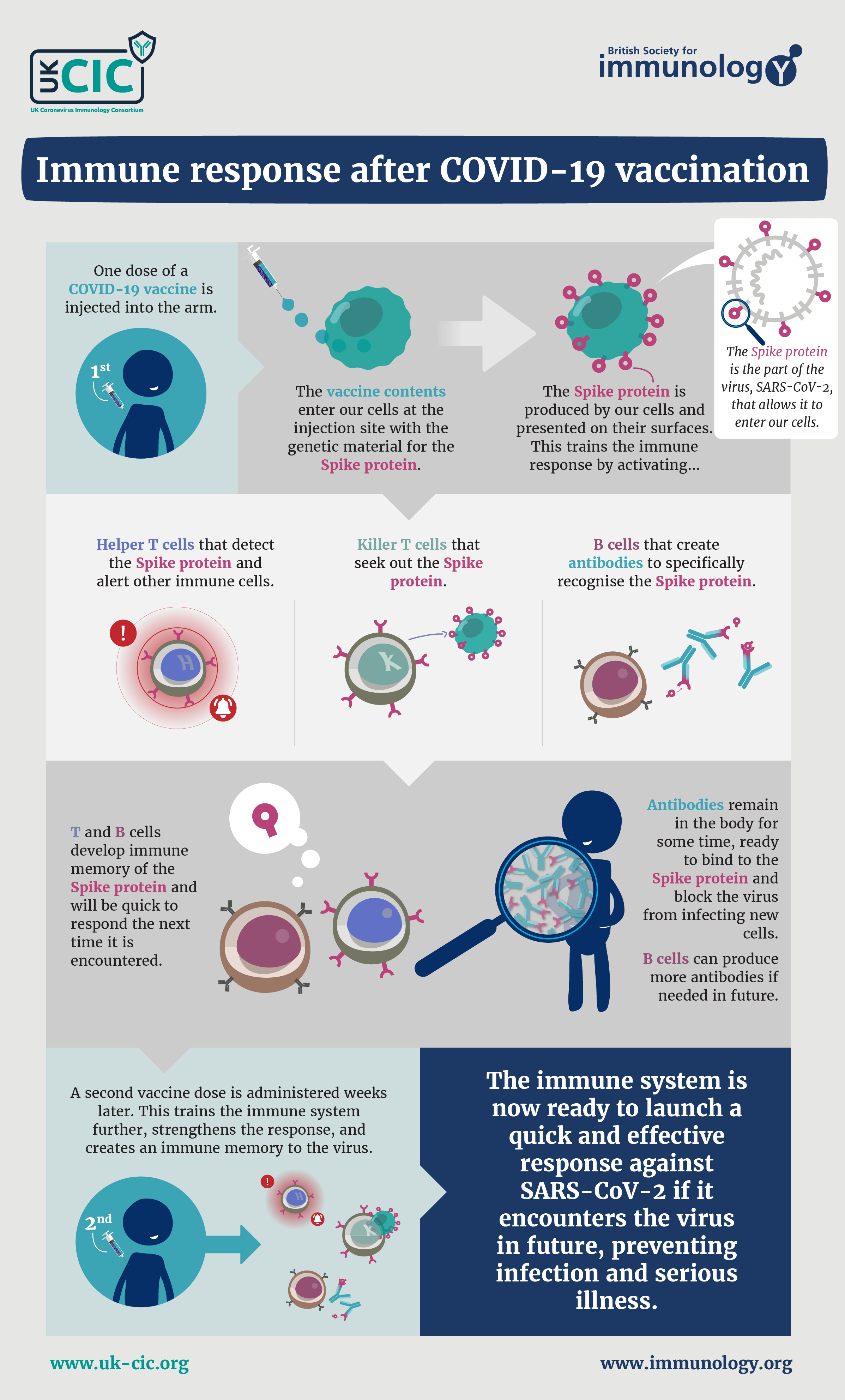 BSI UKCIC Resource Immune Response To COVID19 Vaccination 