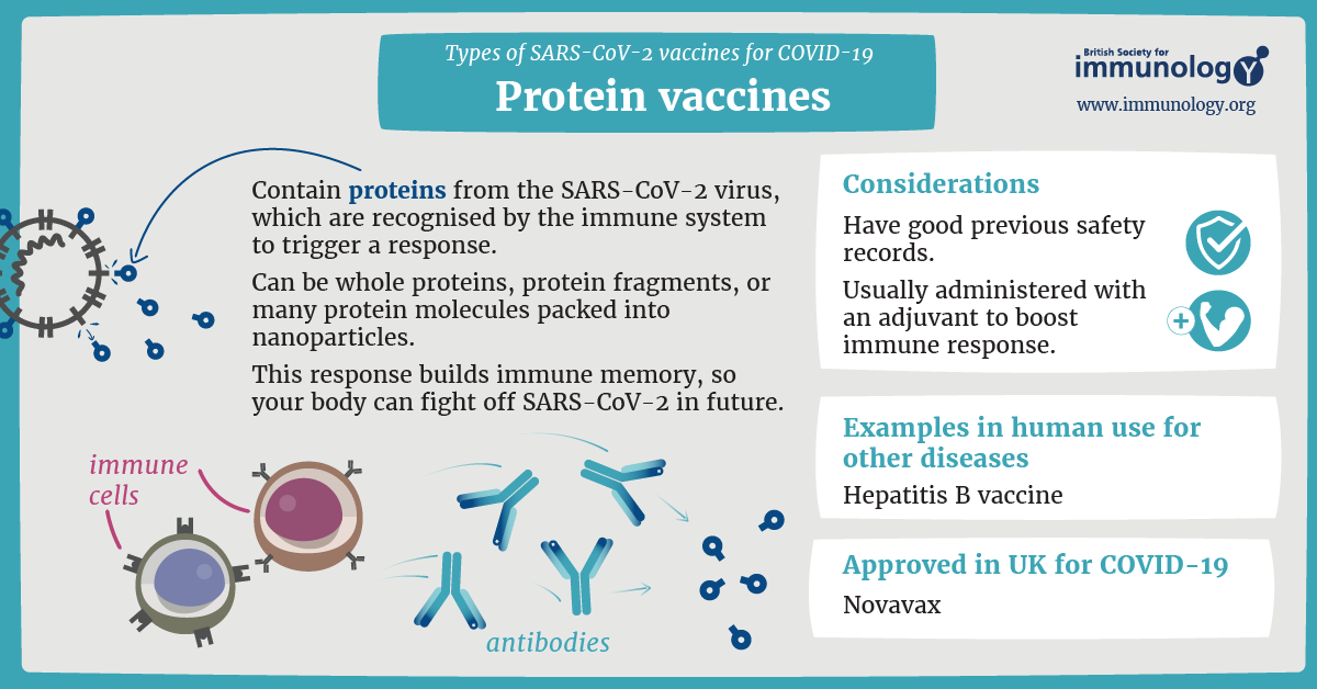 Protein vaccines for COVID-19