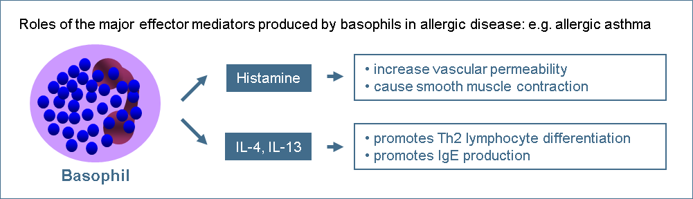 Basophils figure 1