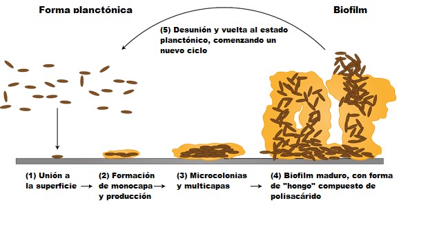 Biofilm Figura 2