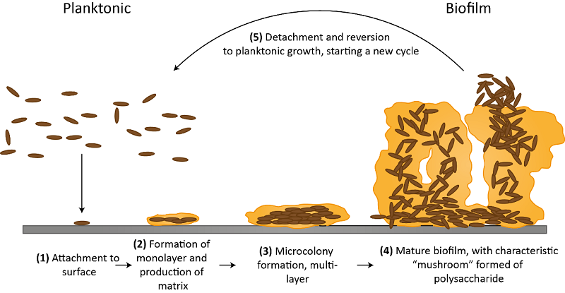 Biofilm Figure 2