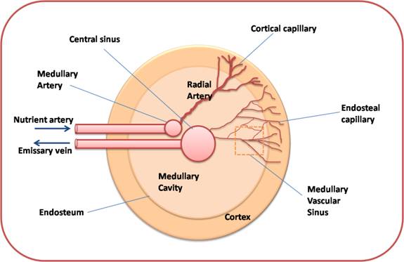 Bone Marrow Figure 2. 