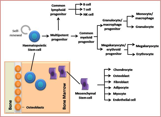 Bone Marrow Figure 4.