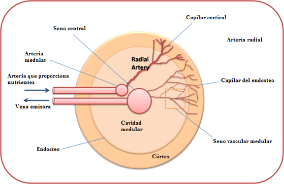 Bone Marrow Figure 2. 