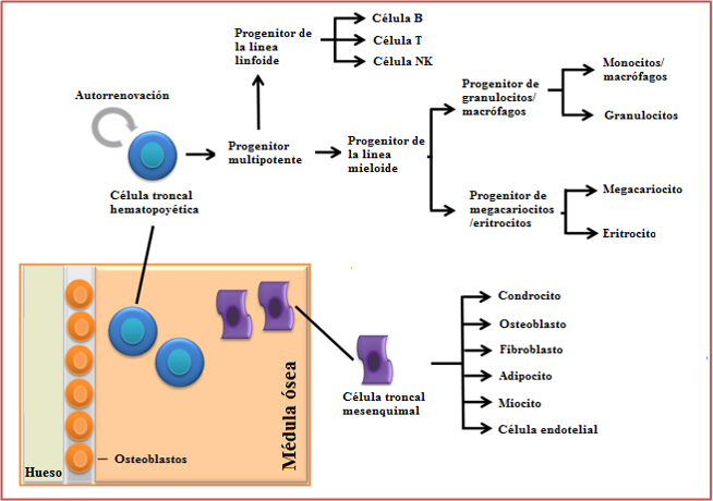 Bone Marrow Figura 4.