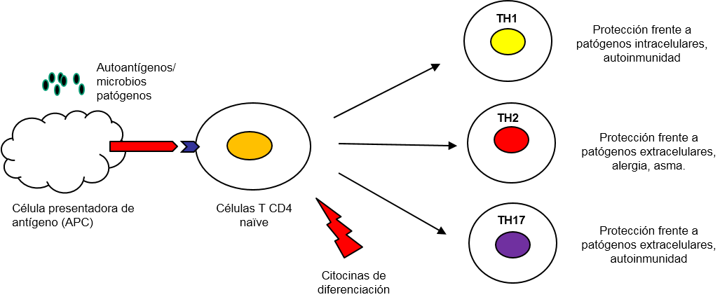 Células Th17