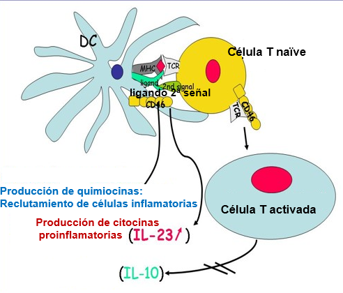 CD46 – role in multiple sclerosis Figure 2 