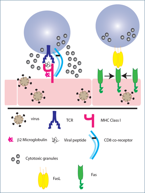 CD8 T Cells