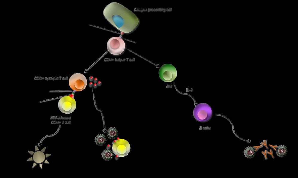 Human Immunodeficiency Virus Figure.3