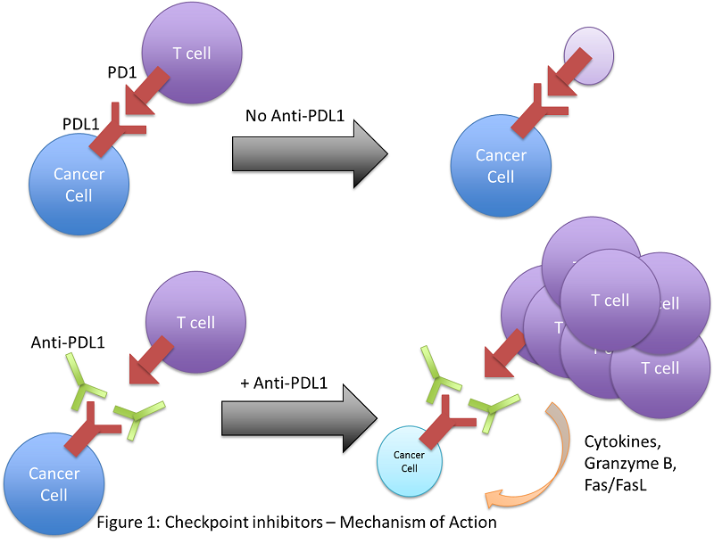 Checkpoint Inhibitors