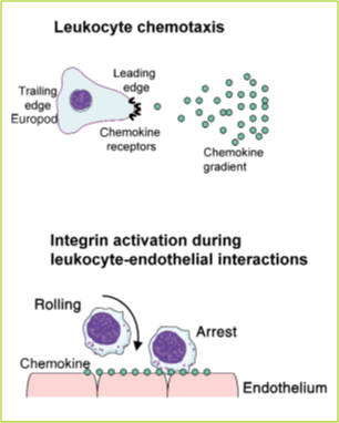 Figure 1. Key functions of chemokines