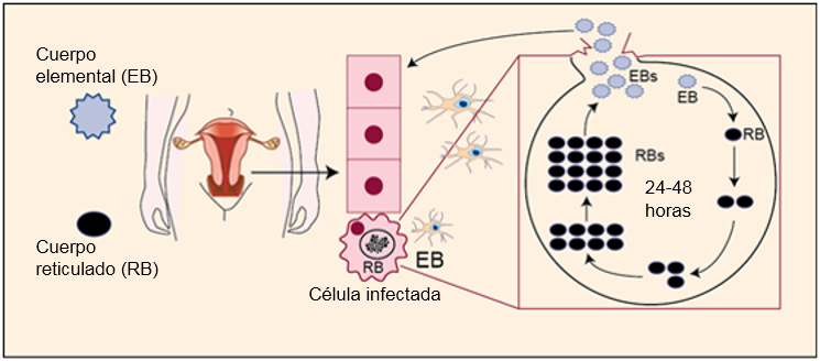 Chlamydia trachomatis Figure.1