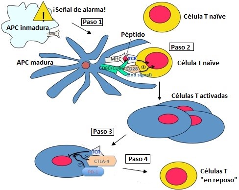 Co receptors function Correceptores en el sistema Figura 1.