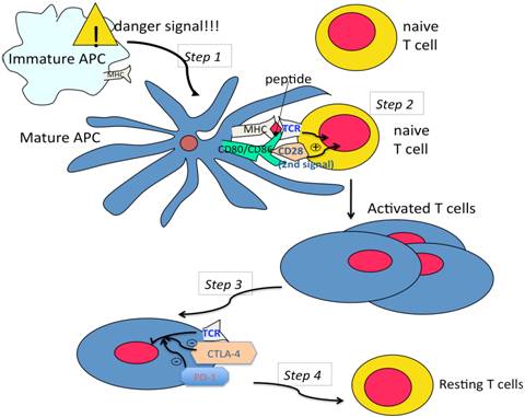 Co receptors function Figure.1