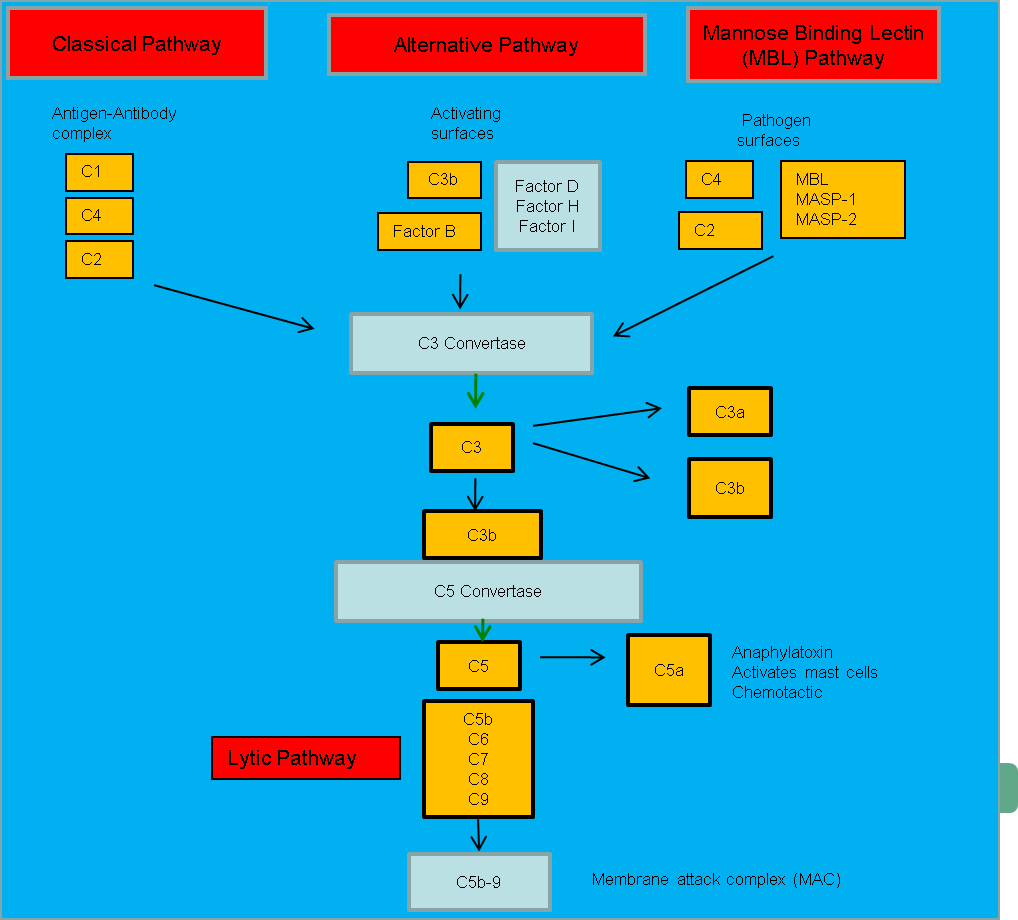 Complement System Figure.1