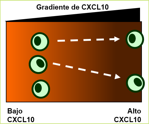  Cytokines Introduction Figure 3