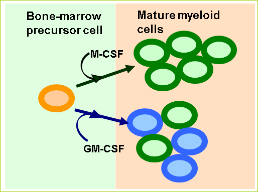 Cytokines Introduction Figure 2