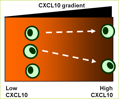  Cytokines Introduction Figure 3