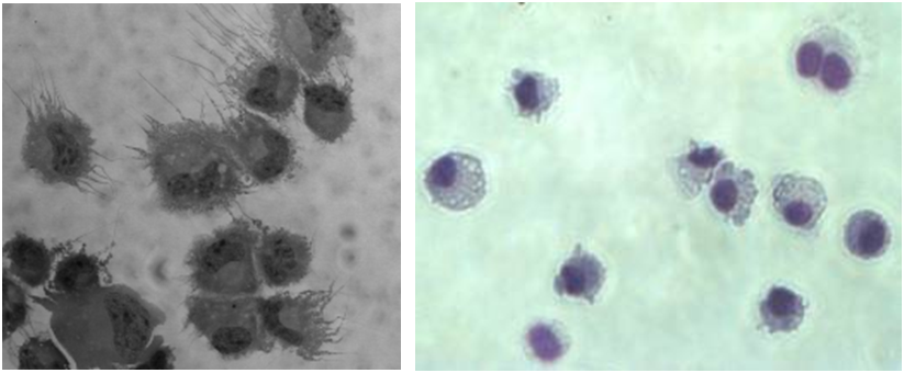 Dendritic Cells Figure 1