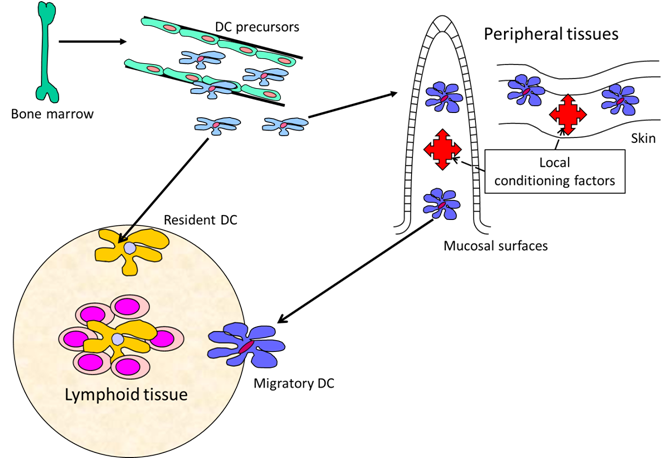 Dendritic Cells Figure 1