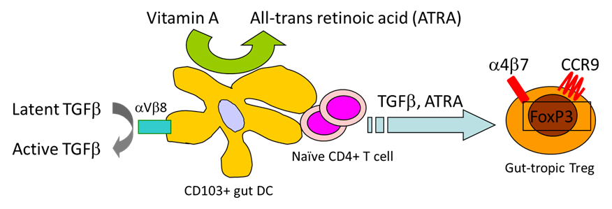 Dendritic Cells Figure 2