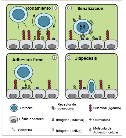 Diapedesis de linfocitos T Figura.1