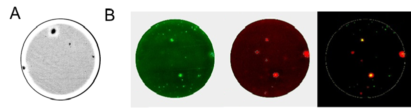 ELISPOT Assay Figure.3