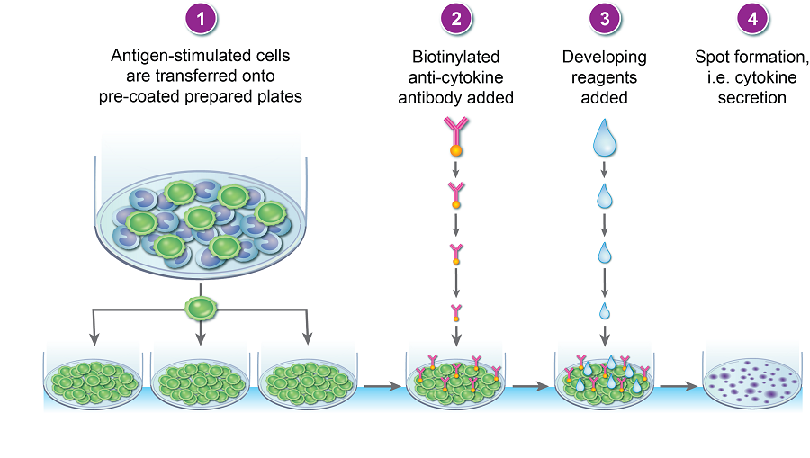 ELISPOT Assay Figure.1