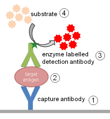 ELISA Figure.1