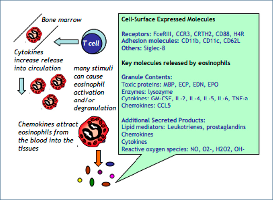 Eosinophils Figure 1