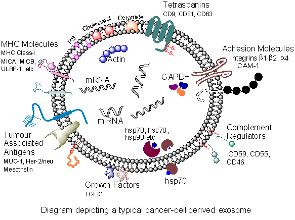 Typical cancer-cell derived exosome Figure 2 