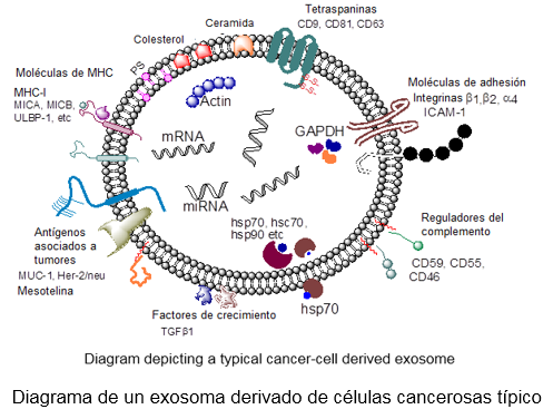 Typical cancer-cell derived exosome Figure 2 