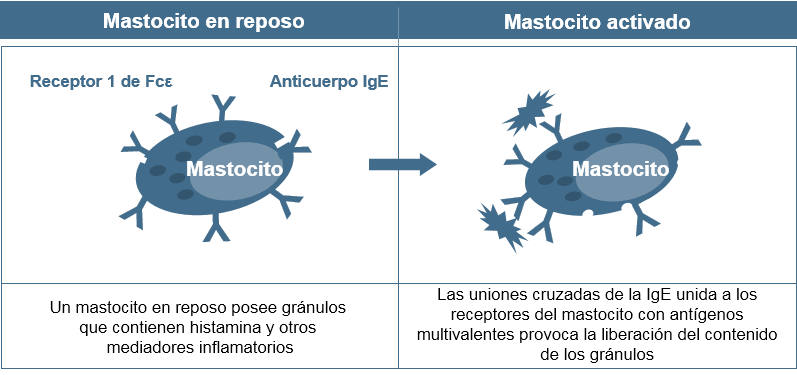 Activación de mastocitos​