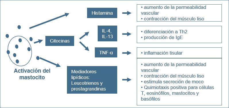 Efectos de la activación de mastocitos