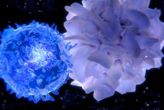 Interaction between T cell and dendritic cell