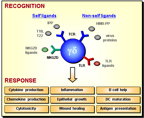 Gamma Delta T Cells Figure