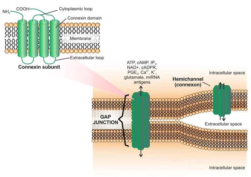 Gap Junctions Immune Systems Figura 1