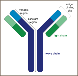 Generation of B cell antibody diversity