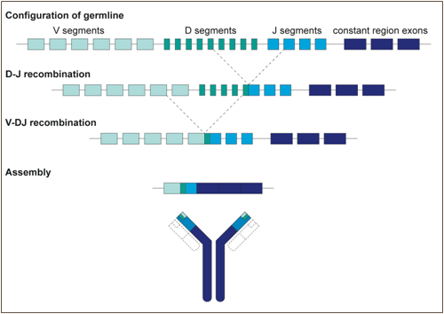 Generation of B cell antibody diversity Figure 2
