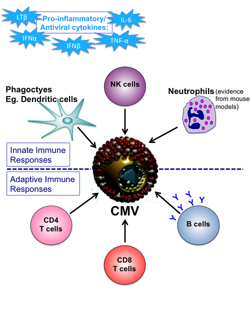 HCMV Associated Disease Figure.1